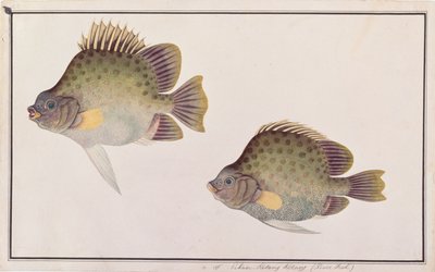 Gefleckter Scat, aus Zeichnungen von Fischen von Malakka, ca. 1805-18 von Chinese School